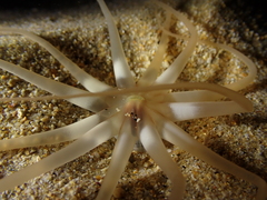 Halcampoides abyssorum