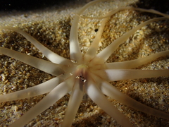 Halcampoides abyssorum