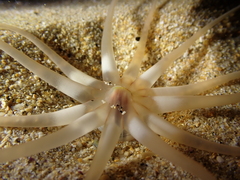 Halcampoides abyssorum