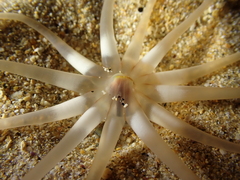 Halcampoides abyssorum