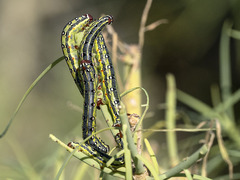 Hyles tithymali tithymali