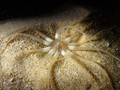 Halcampoides abyssorum