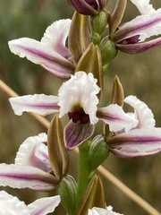 Prasophyllum suttonii