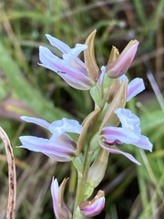 Prasophyllum suttonii