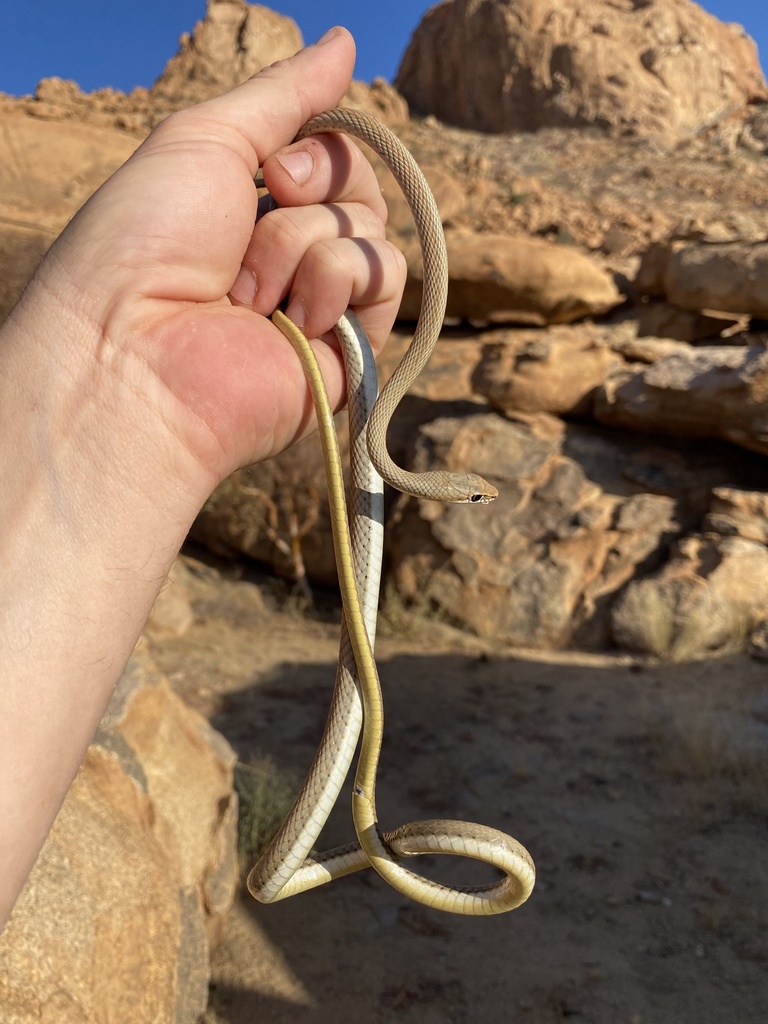 Western Sand Snake