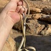 Western Sand Snake - Photo (c) Justin Rhys Nicolau, some rights reserved (CC BY-NC), uploaded by Justin Rhys Nicolau