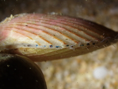 Aequipecten opercularis