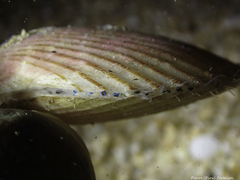 Aequipecten opercularis