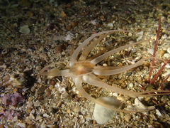 Halcampoides abyssorum