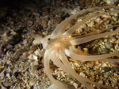 Halcampoides abyssorum