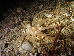 Halcampoides abyssorum