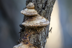 Hexagonia vesparia