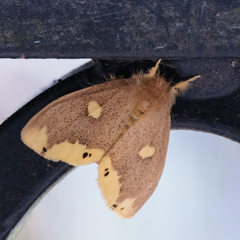 Euproctis quadrangularis