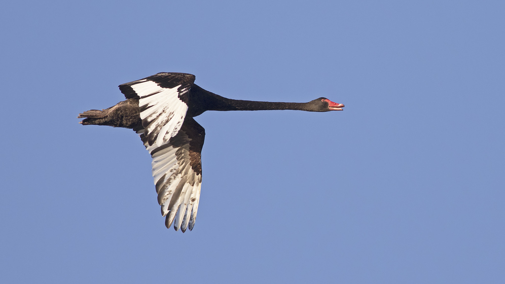 Black Swan