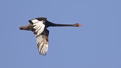 Black Swan photo 1