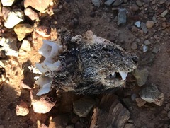 Herpestes pulverulentus