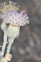 Senecio viravira