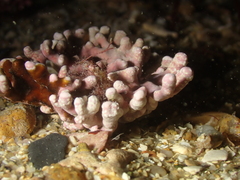 Phymatolithon calcareum