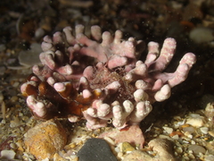 Phymatolithon calcareum