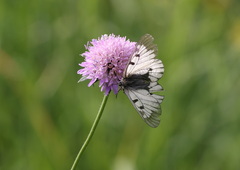 Parnassius mnemosyne