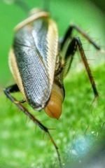 Hemithyrsocera histrio