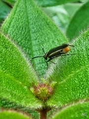 Hemithyrsocera histrio