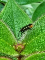 Hemithyrsocera histrio