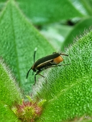 Hemithyrsocera histrio