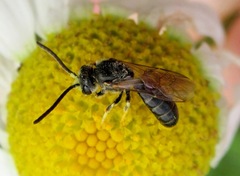Lasioglossum laeve