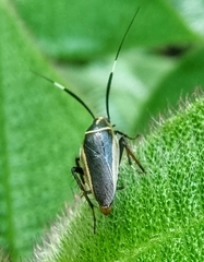 Hemithyrsocera histrio