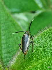 Hemithyrsocera histrio