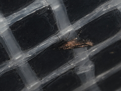 Cryptaspasma sordida