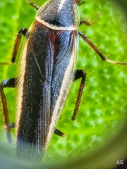 Hemithyrsocera histrio