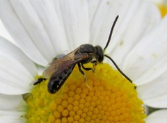 Lasioglossum laeve