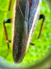 Hemithyrsocera histrio