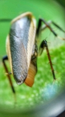 Hemithyrsocera histrio