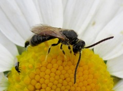 Lasioglossum laeve