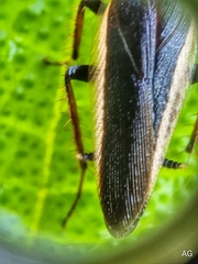 Hemithyrsocera histrio