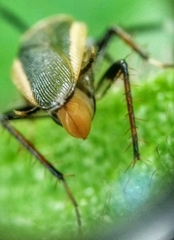 Hemithyrsocera histrio