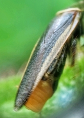 Hemithyrsocera histrio