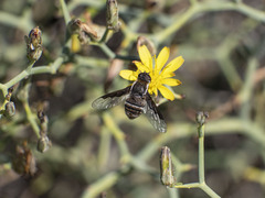 Exhyalanthrax simonae