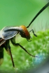 Hemithyrsocera histrio