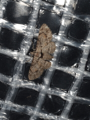 Sigilliclystis insigillata