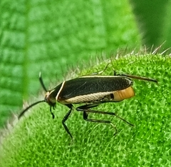 Hemithyrsocera histrio