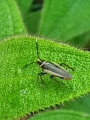 Hemithyrsocera histrio