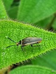 Hemithyrsocera histrio