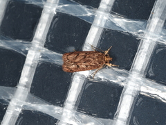 Hofmannophila pseudospretella
