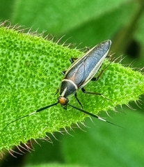 Hemithyrsocera histrio