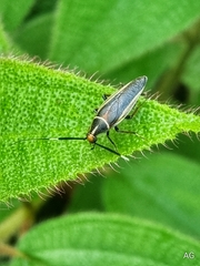 Hemithyrsocera histrio