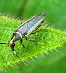 Hemithyrsocera histrio